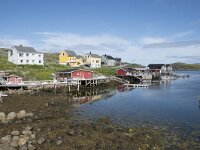 N, Finnmark, Nordkapp, Gjesvaer 11, Saxifraga-Willem van Kruijsbergen