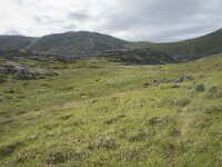N, Finnmark, Nordkapp, Gjesvaer 25, Saxifraga-Willem van Kruijsbergen