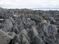 N, Finnmark, Nordkapp, Nordvagen 14, Saxifraga-Willem van Kruijsbergen