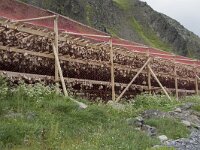 N, Finnmark, Nordkapp, Nordvagen 20, Saxifraga-Willem van Kruijsbergen