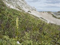 N, Finnmark, Porsanger, Trollholmsund 6, Saxifraga-Willem van Kruijsbergen