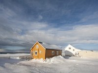 N, Finnmark, Vadso, Ekkeroy 2, Saxifraga-Bart Vastenhouw