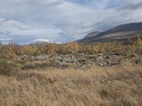 N, Innlandet, Dovre, Fokstumyra 111, Saxifraga-Willem van Kruijsbergen