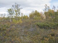 N, Innlandet, Dovre, Fokstumyra 139, Saxifraga-Willem van Kruijsbergen