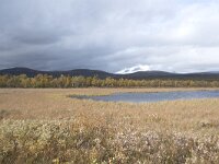 N, Innlandet, Dovre, Fokstumyra 145, Saxifraga-Willem van Kruijsbergen