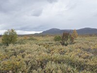 N, Innlandet, Dovre, Fokstumyra 155, Saxifraga-Willem van Kruijsbergen