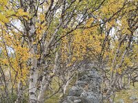 N, Innlandet, Dovre, Fokstumyra 157, Saxifraga-Willem van Kruijsbergen