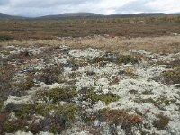 N, Innlandet, Dovre, Fokstumyra 169, Saxifraga-Annemiek Bouwman