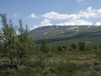 N, Innlandet, Dovre, Fokstumyra 35, Saxifraga-Jan van der Straaten