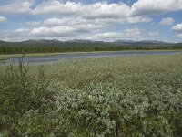 N, Innlandet, Dovre, Fokstumyra 44, Saxifraga-Jan van der Straaten