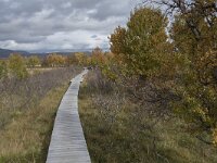 N, Innlandet, Dovre, Fokstumyra 47, Saxifraga-Willem van Kruijsbergen