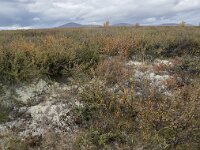 N, Innlandet, Dovre, Fokstumyra 59, Saxifraga-Willem van Kruijsbergen