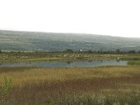 N, Innlandet, Dovre, Fokstumyra 8, Saxifraga-Willem van Kruijsbergen