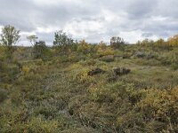 N, Innlandet, Dovre, Fokstumyra 82, Saxifraga-Willem van Kruijsbergen