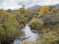 N, Innlandet, Dovre, Fokstumyra 89, Saxifraga-Willem van Kruijsbergen