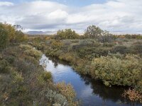 N, Innlandet, Dovre, Fokstumyra 92, Saxifraga-Willem van Kruijsbergen