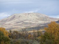 N, Innlandet, Dovre, Fokstumyra 93, Saxifraga-Willem van Kruijsbergen