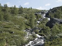 N, Innlandet, Lesja, Sladalsvegen 8, Saxifraga-Willem van Kruijsbergen