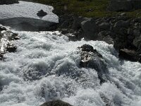 N, Innlandet, Lom, Sognefjell 26, Saxifraga-Jan van der Straaten