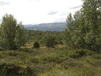 N, Innlandet, Nord-Fron, Kvam, Rondablikk 1, Saxifraga-Willem van Kruijsbergen