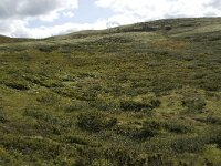 N, Innlandet, Nord-Fron, Kvam, Rondablikk 5, Saxifraga-Willem van Kruijsbergen