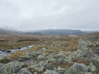 N, Innlandet, Oystre Slidre, Valdresflya 15, Saxifraga-Annemiek Bouwman