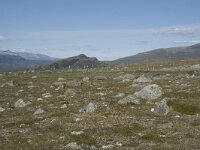 N, Innlandet, Oystre Slidre, Valdresflya 22, Saxifraga-Willem van Kruijsbergen