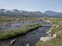 N, Innlandet, Oystre Slidre, Valdresflya 24, Saxifraga-Willem van Kruijsbergen