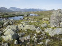 N, Innlandet, Oystre Slidre, Valdresflya 28, Saxifraga-Willem van Kruijsbergen