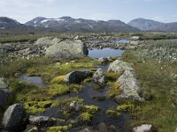 N, Innlandet, Oystre Slidre, Valdresflya 29, Saxifraga-Willem van Kruijsbergen