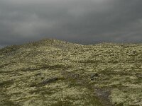 N, Innlandet, Sel, Anaripiggen 2, Saxifraga-Willem van Kruijsbergen