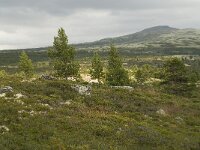 N, Innlandet, Sel, Karihaugen 14, Saxifraga-Willem van Kruijsbergen