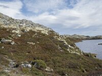 N, Innlandet, Sel, Klufttjonne 14, Saxifraga-Willem van Kruijsbergen