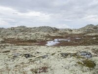 N, Innlandet, Sel, Klufttjonne 29, Saxifraga-Willem van Kruijsbergen