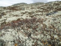 N, Innlandet, Sel, Klufttjonne 39, Saxifraga-Annemiek Bouwman