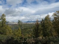 N, Innlandet, Sel, Mysuseter 108, Saxifraga-Annemiek Bouwman