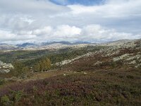 N, Innlandet, Sel, Mysuseter 112, Saxifraga-Annemiek Bouwman