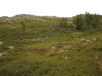 N, Innlandet, Sel, Mysuseter 16, Saxifraga-Willem van Kruijsbergen