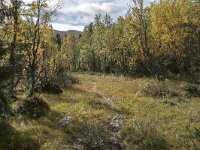 N, Innlandet, Sel, Mysuseter 26, Saxifraga-Willem van Kruijsbergen