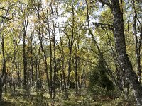 N, Innlandet, Sel, Mysuseter 27, Saxifraga-Willem van Kruijsbergen