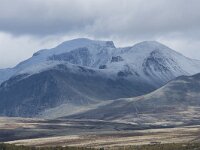 N, Innlandet, Sel, Mysuseter 28, Saxifraga-Willem van Kruijsbergen