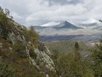 N, Innlandet, Sel, Mysuseter 32, Saxifraga-Willem van Kruijsbergen