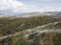 N, Innlandet, Sel, Mysuseter 33, Saxifraga-Willem van Kruijsbergen