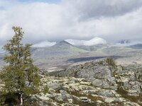 N, Innlandet, Sel, Mysuseter 41, Saxifraga-Willem van Kruijsbergen