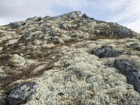 N, Innlandet, Sel, Mysuseter 57, Saxifraga-Willem van Kruijsbergen