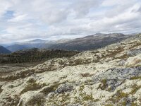 N, Innlandet, Sel, Mysuseter 58, Saxifraga-Willem van Kruijsbergen