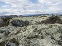 N, Innlandet, Sel, Mysuseter 60, Saxifraga-Willem van Kruijsbergen