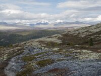 N, Innlandet, Sel, Mysuseter 70, Saxifraga-Willem van Kruijsbergen