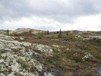 N, Innlandet, Sel, Mysuseter 77, Saxifraga-Willem van Kruijsbergen