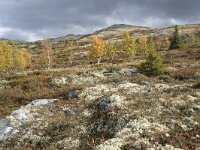 N, Innlandet, Sel, Mysuseter 90, Saxifraga-Willem van Kruijsbergen